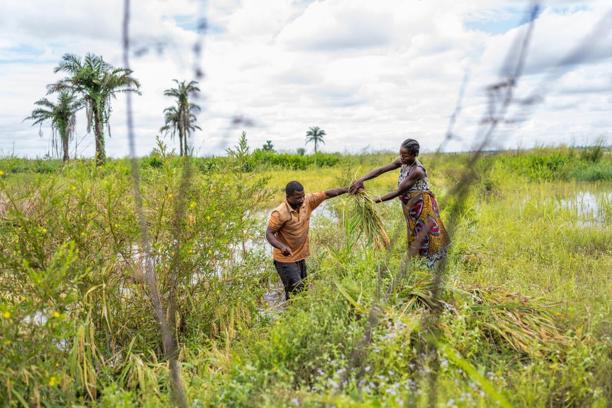 A man stands in floodwater passing rice plants to a woman.