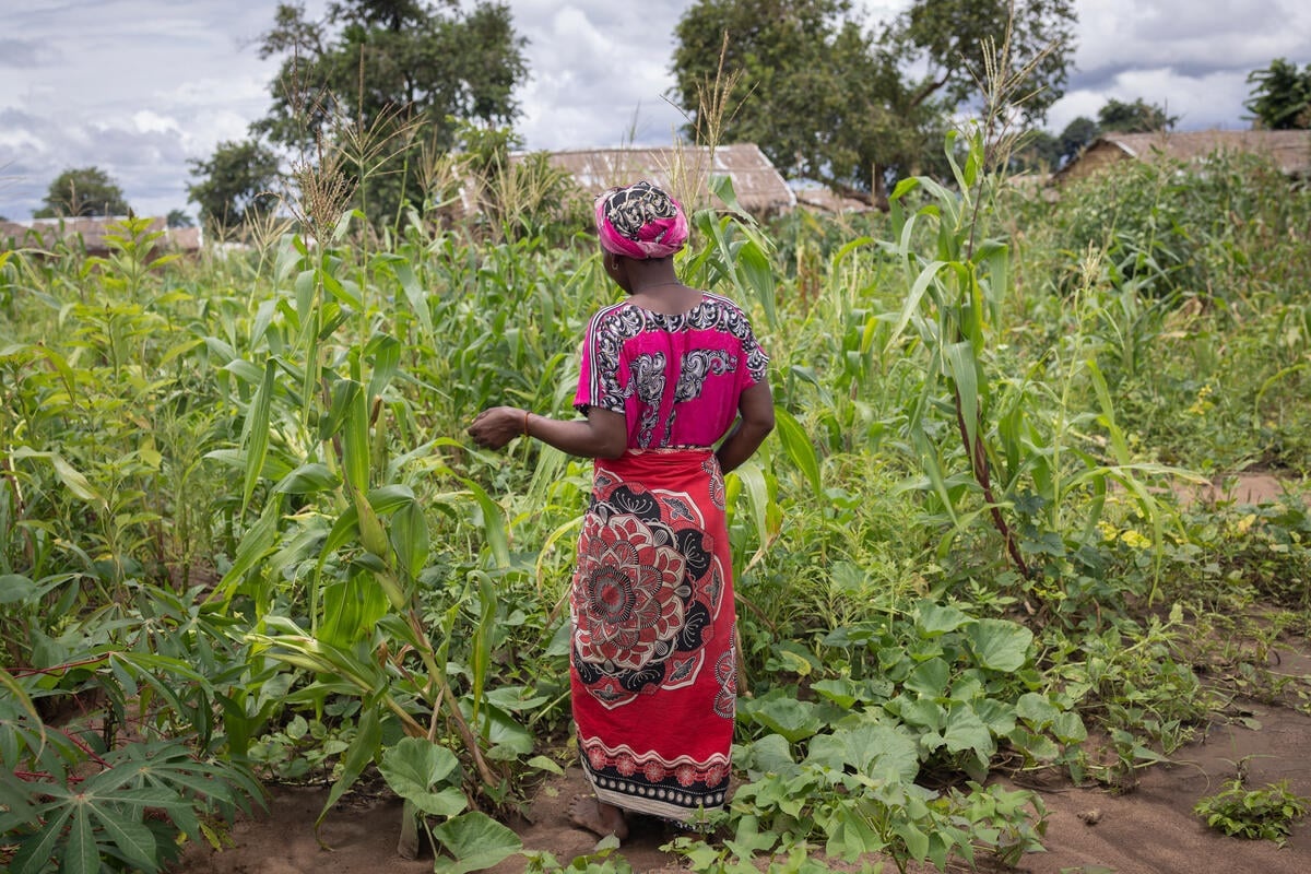 A woman stands in a field of maize with her back to the camera.