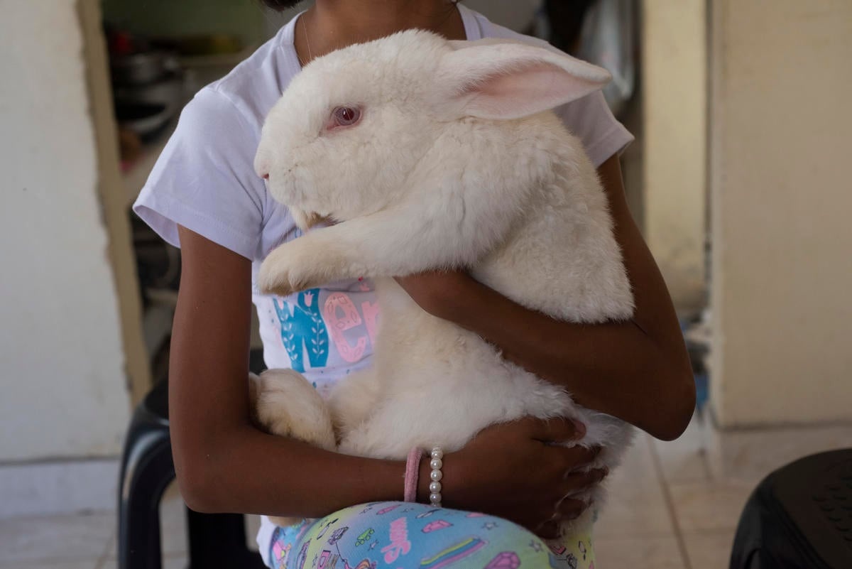 olombia. Pet rabbit of Venezuelan asylum seeker Sarah Ramírez