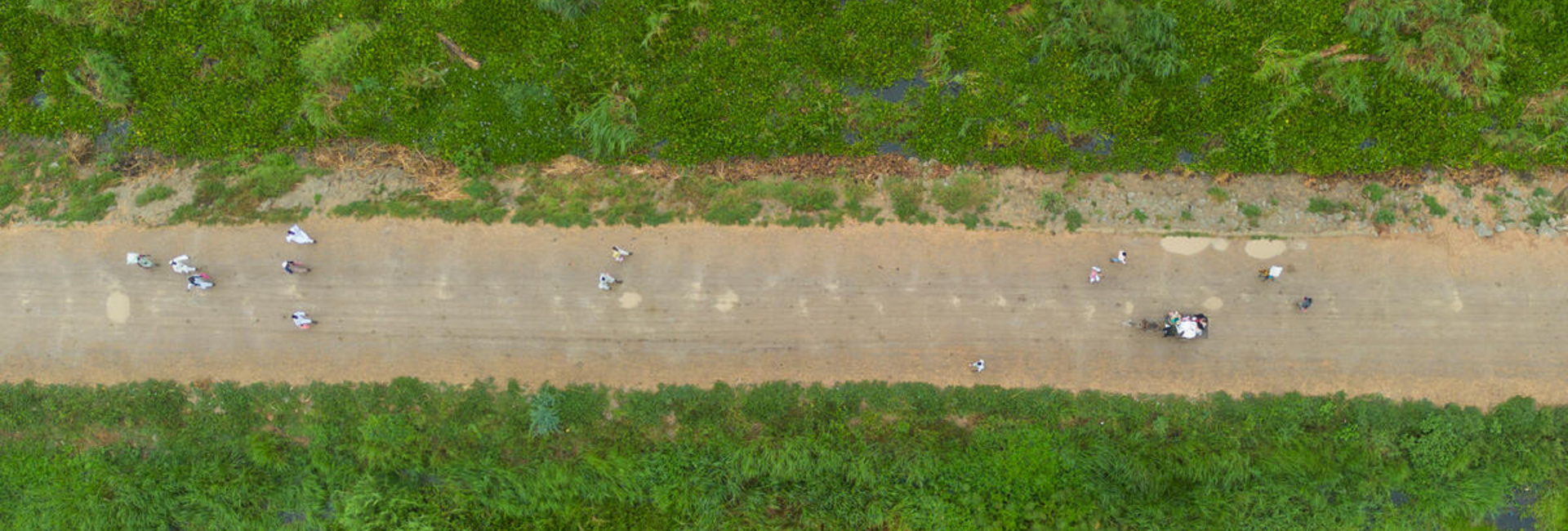 Aerial view of people walking on a wide dirt road between dense greenery.