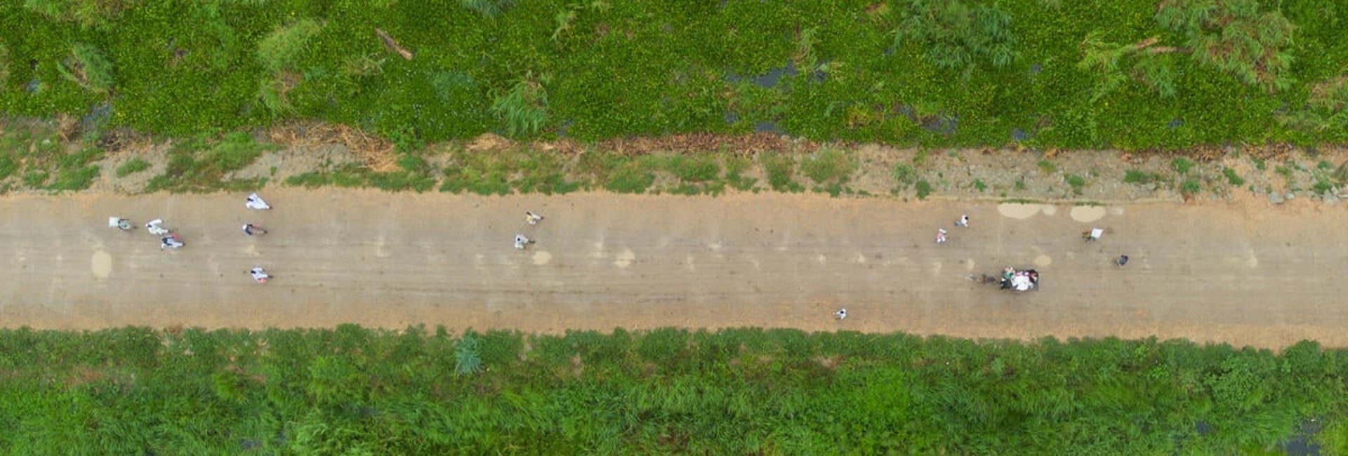 Aerial view of people walking on a wide dirt road between dense greenery.
