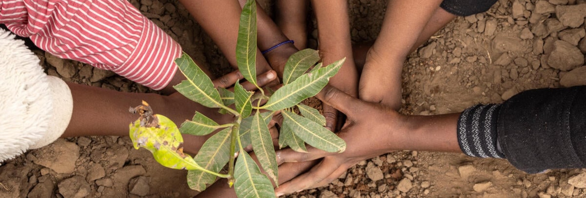 Multiple hands gently planting a small seedling into dry soil.