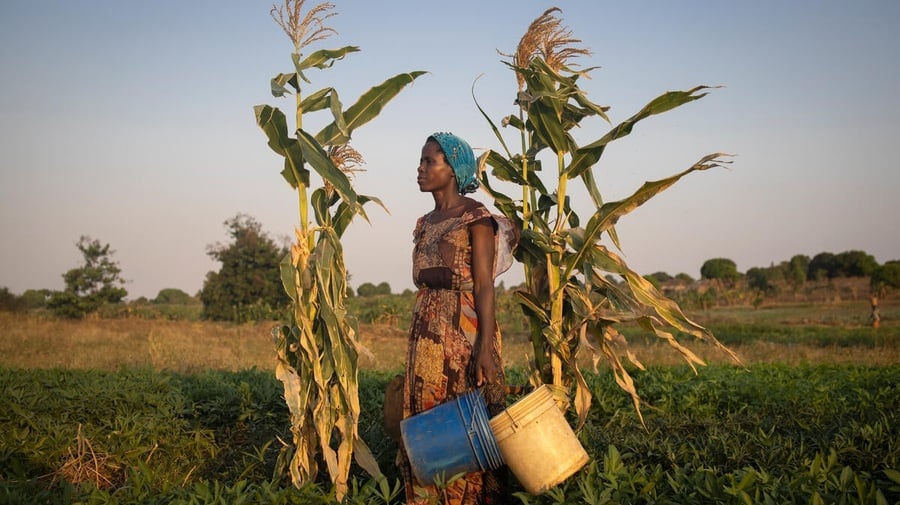 A woman stands in a field planted with vegetables holding two buckets.