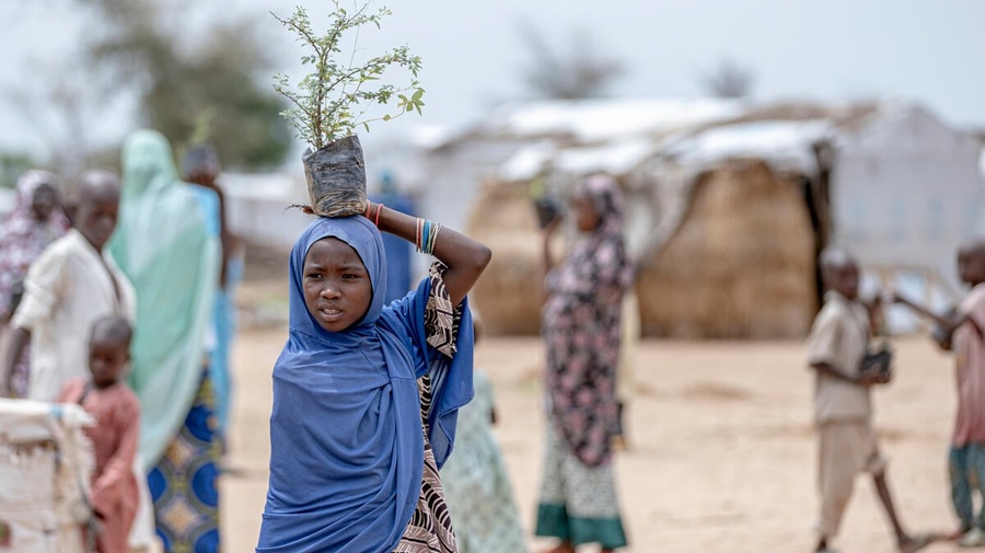 A young girl wearing a headscarf carries a tree sprout on her head.