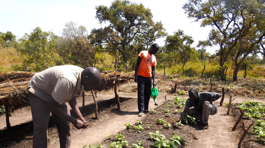 Refugees from South Sudan tend a bed of neem and teak saplings in a tree nursery in the Palabek refugee settlement in northern Uganda.
