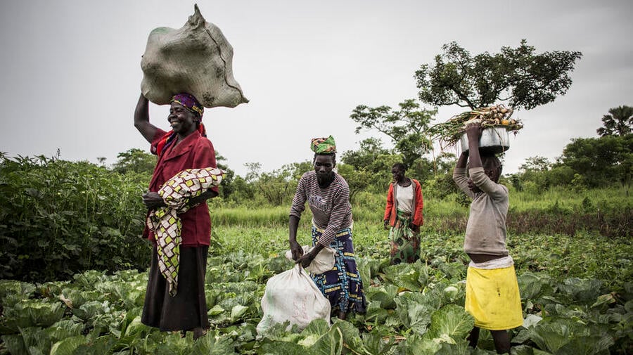 UN Refugee Agency UNHCR agriculture food security for refugees farmers livestock keepers fisherman sustainable, climate-smart and nutrition-sensitive agricultural livelihoods 